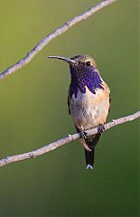 Lucifer Hummingbird